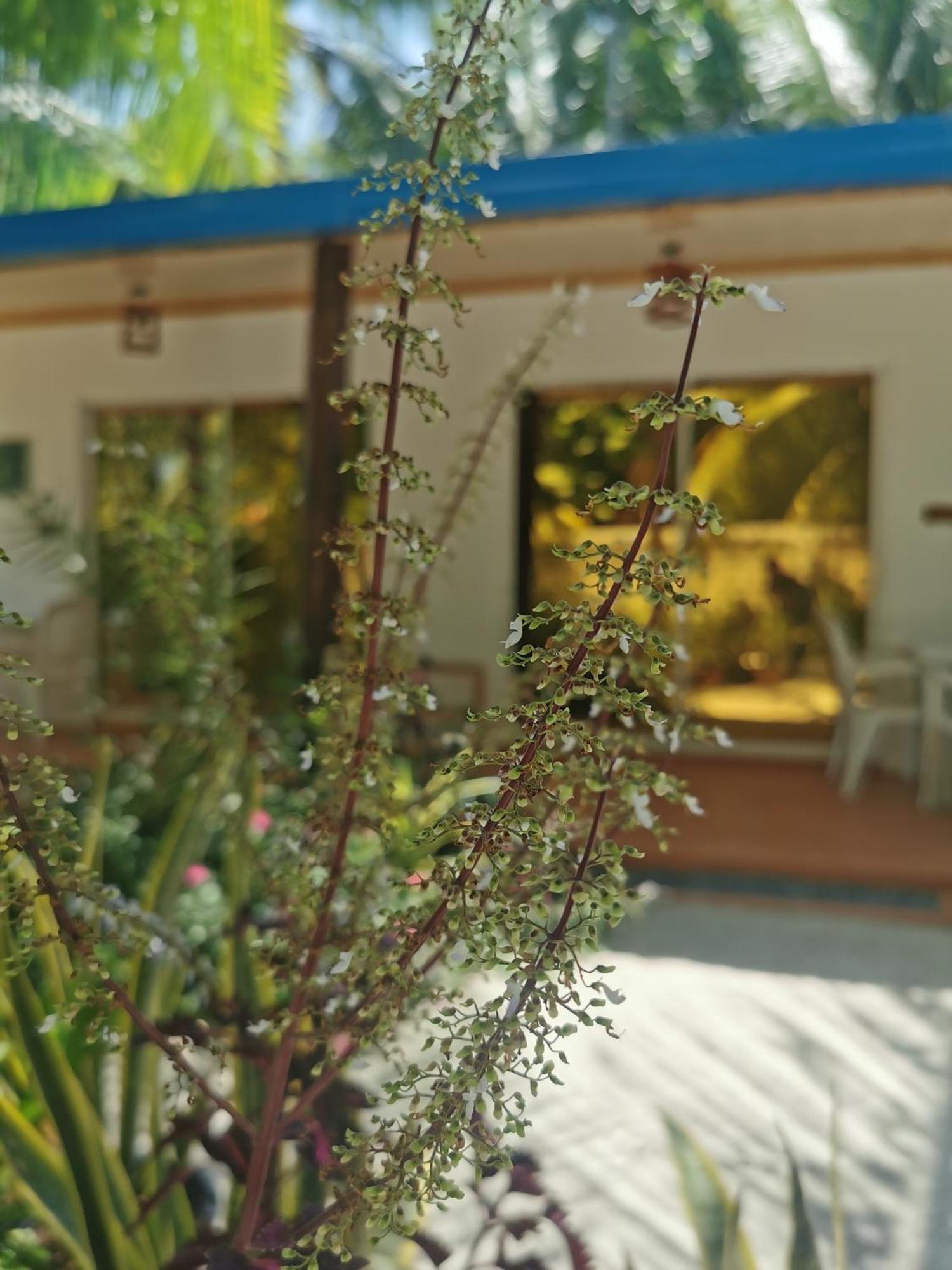 Blue Water Thoddoo Inn 部屋 写真